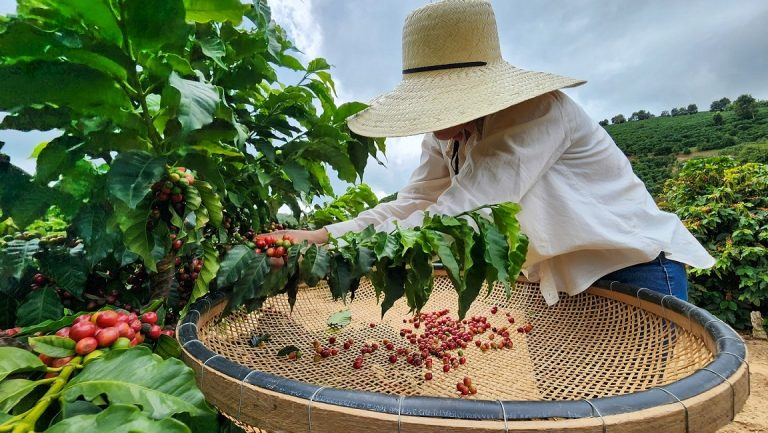 Coffee harvest in Cerrado Mineiro