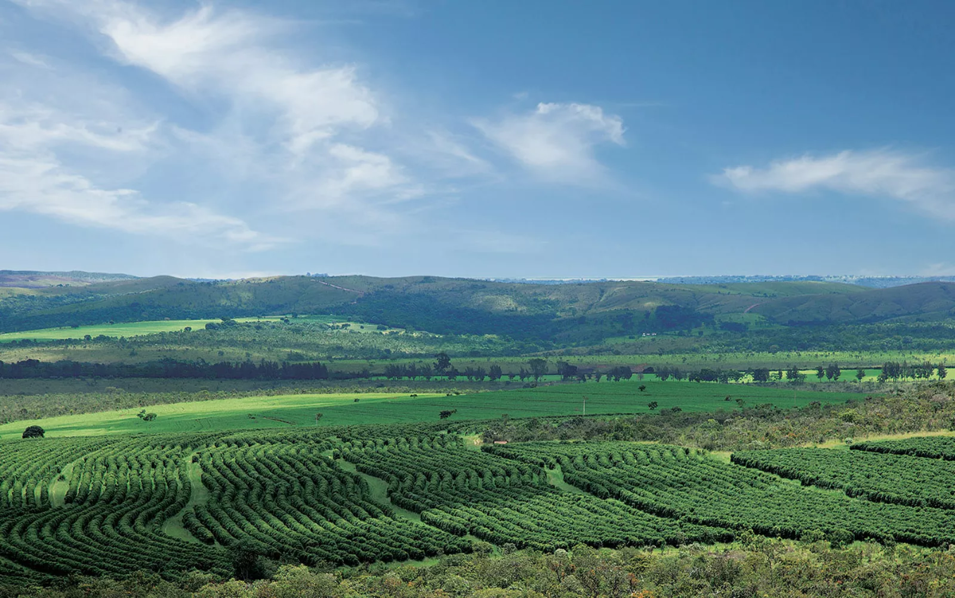 Cerrado Mineiro coffee plantation